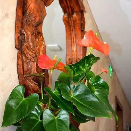 Casa de hóspedes Boutique Amalia 3*